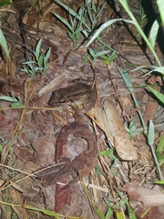 Leptodactylus insularum