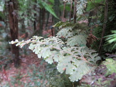 Hymenophyllum frankliniae