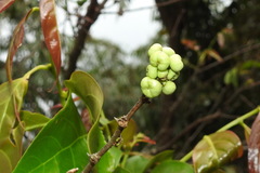 Glochidion lanceolatum