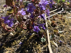 Glechoma hederacea