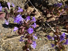 Glechoma hederacea