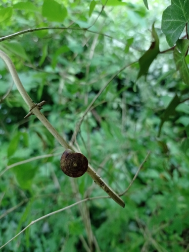 Lapidary Snail