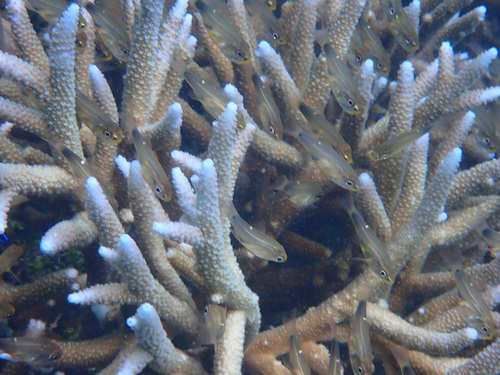 Zoramia perlita observed 2026-05-12
