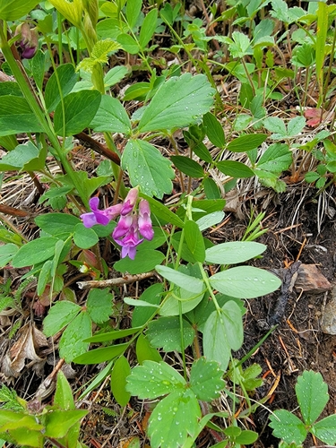 Lathyrus nevadensis observed 2026-06-08