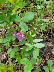 Lathyrus nevadensis, photograph (c) Chris Fluit, some rights reserved (CC BY)