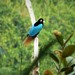 Blue Bird-of-Paradise - Photo (c) gailhampshire, some rights reserved (CC BY)