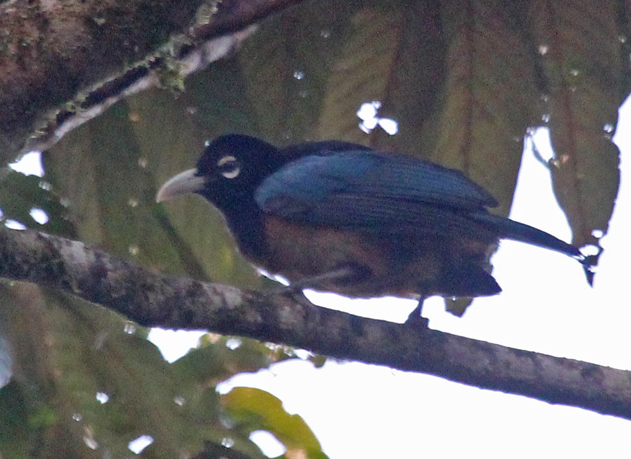 Blue Bird-of-Paradise (Paradisornis rudolphi) · iNaturalist NZ