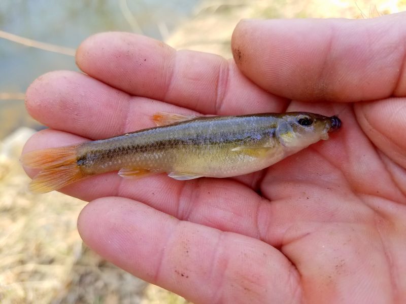 Cutlip Minnow (All Fishes of Maryland) · iNaturalist