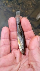 Fundulus diaphanus diaphanus