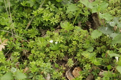 Peronospora calotheca