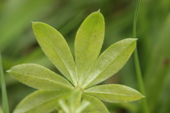 Peronospora calotheca