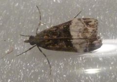 Scoparia minusculalis