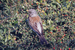 Turdus pilaris