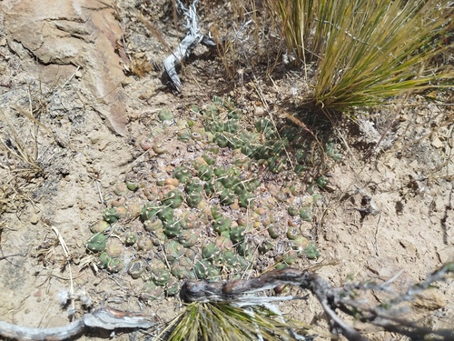 Cumulopuntia rossiana, photograph 4