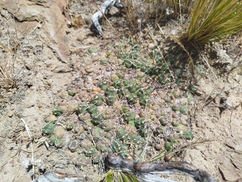 Cumulopuntia rossiana, photograph 3