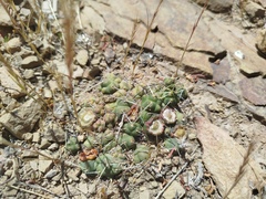 Cumulopuntia rossiana, photograph (c) Humber Alberto, some rights reserved (CC BY)