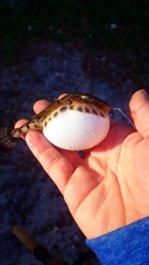 Sphoeroides spengleri