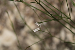 Cynanchica pyrenaica, photograph marius, CC BY, iNaturalist via GBIF