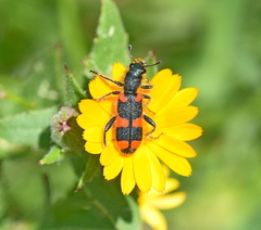 Trichodes punctatus