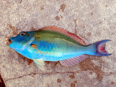 Sparisoma chrysopterum