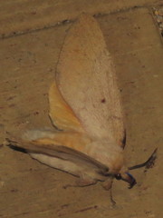 Entometa apicalis