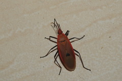 Dysdercus fuscomaculatus