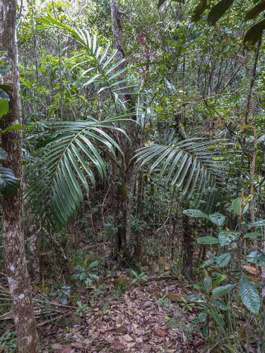Chambeyronia divaricata, photograph 1