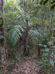 Chambeyronia divaricata, photograph Alain Le Magueresse, CC BY, iNaturalist via GBIF