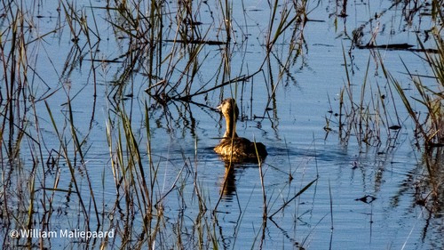 iNaturalist image