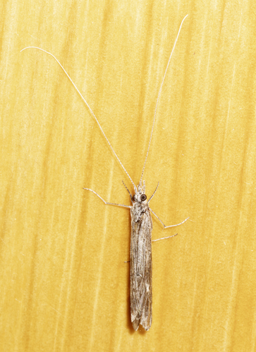 Marilia flexuosa