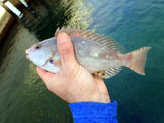 Sparisoma chrysopterum