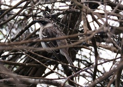 Mimus parvulus parvulus