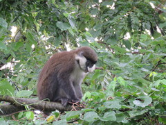 Cercopithecus ascanius schmidti