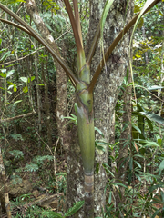 Actinokentia (Actinokentia)
