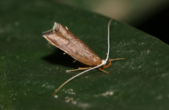 Lecitholaxa thiodora