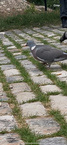 Common Wood-Pigeon