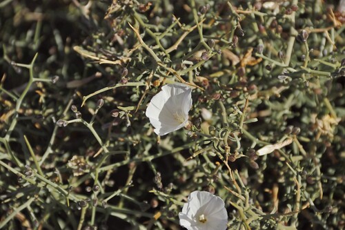 Convolvulus trabutianus