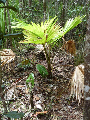 Chinese Fan Palm (Saribus jeanneneyi)