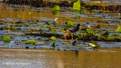 iNaturalist image