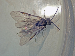 Dolerus niger