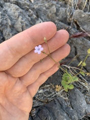 Gilia scopulorum