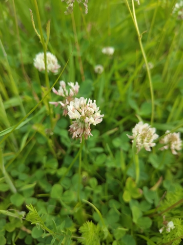 white clover
