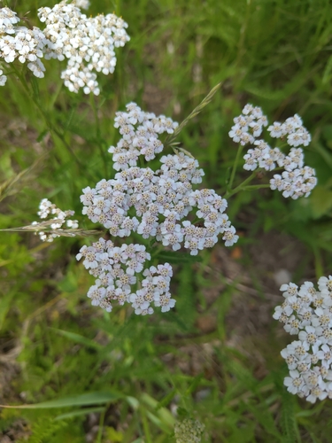 common yarrow