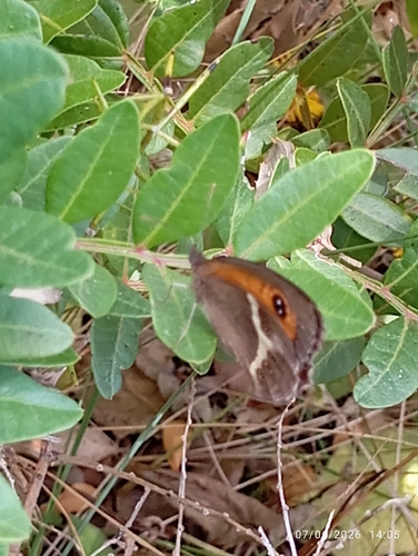 Spanish Gatekeeper, Portugal, photo 8 of 10