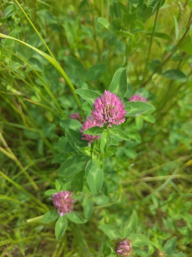 Red Clover