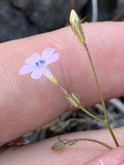 Gilia scopulorum