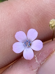 Gilia scopulorum