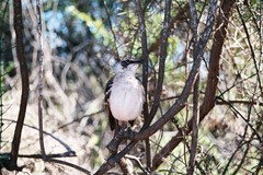 Mimus parvulus parvulus