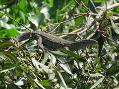 Varanus niloticus
