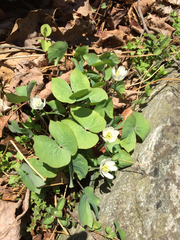 Jeffersonia diphylla